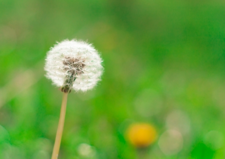 Beautiful dandelion on a green meadow in spring woundの写真素材