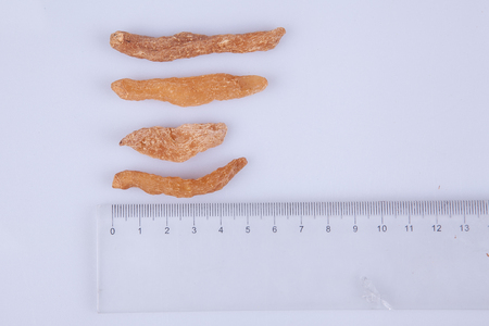 Measure the length of Gastrodia elata Blumeの写真素材