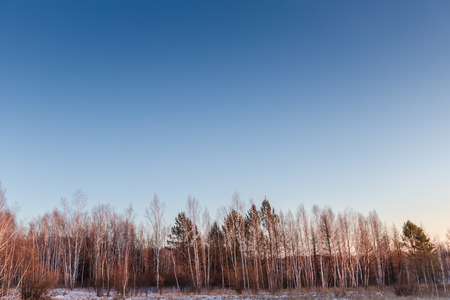 Winter forestの写真素材