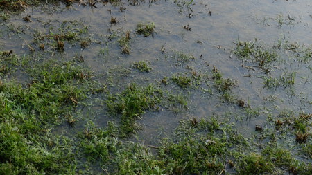 Flooded grass