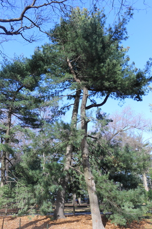 Hugging Trees in Central Park, New Yorkの写真素材