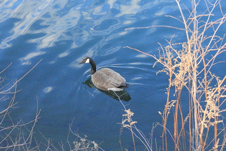 A Swimming Goose in Jackie Onassis Reservoir in Central Park,New Yorkの写真素材