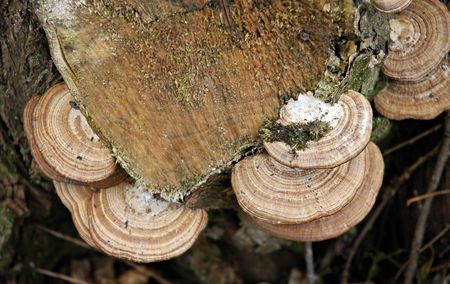 Group of wild mushrooms on a tree trunk
