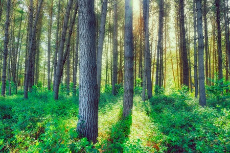 New Zealand s Redwood Forest