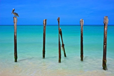 Bird of Arubaの写真素材