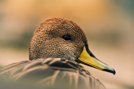 Close up of the head of a mallard (Anas platyrhynchos)の写真素材