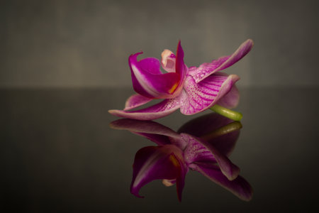 orchid flower mirrored on a dark backgroundの写真素材