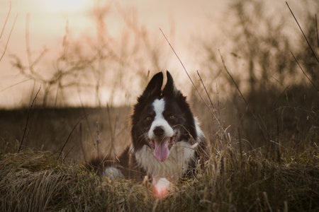 border collie dog shot at sunsetの写真素材