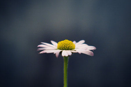 minimalist shot of a daisy flower with a dark backgroundの写真素材