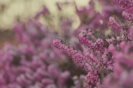 evergreen shrub with beautiful pink flowersの写真素材