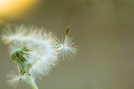 dandelion