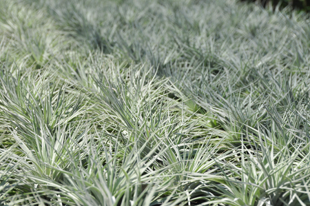 Tiny tillandsia, plenty of gray on the shelves.の写真素材
