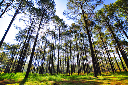 Many pine trees lined up in the jungle at sunrise.の写真素材