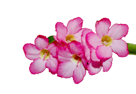 Pink azalea flowers isolate on white background,with clipping path.の写真素材
