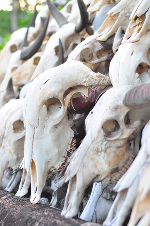 The skulls of buffaloes are piled in order.の写真素材