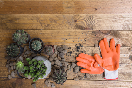 Cactus variety grown in pots. With the materials, volcanic rock, crushed stone and gloves all lay on the old brown wood floor.の写真素材
