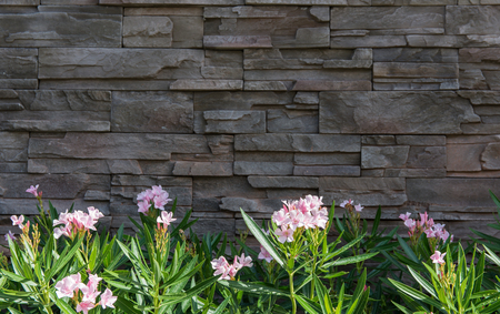 A garden shrub decorated with pink flowers planted on the wall at the stone material,with copy space.の写真素材