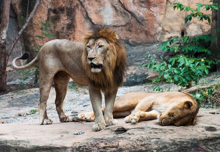 Male and female lions are resting on a rock under the shade.の写真素材