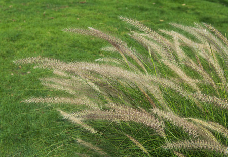 A group of grass flowers that look like a white tassel in the garden.