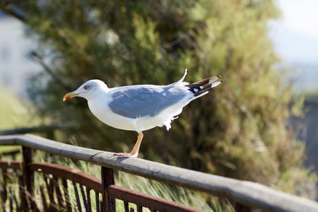 Large gray and white seagull perched on a fenceの写真素材