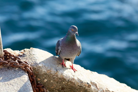 pigeon perched on the pontoonの写真素材