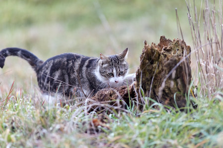Young cat with tiger pattern fur on a green grassの写真素材