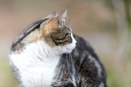 Young cat with tiger pattern fur on a green grassの写真素材