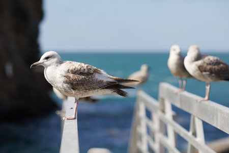 seagulls perched on the hand rail of the pierの写真素材