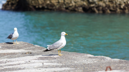 seagulls perched on the hand rail of the pierの写真素材