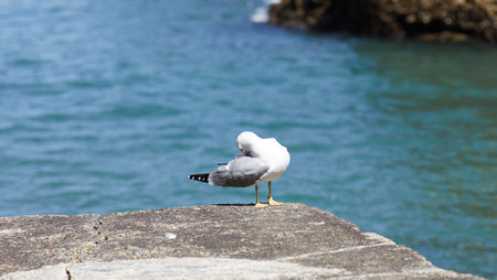 seagulls perched on the hand rail of the pier