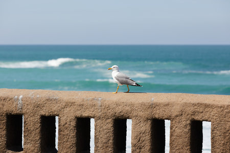 seagulls perched on the hand rail of the pierの写真素材
