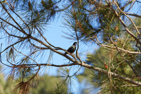 starling standing on a pine branch