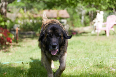 leonberger walking on green grass on a sunny dayの写真素材