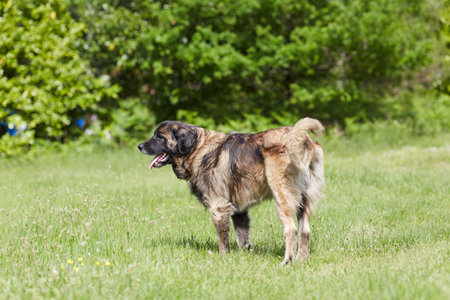 leonberger walking on green grass on a sunny dayの写真素材