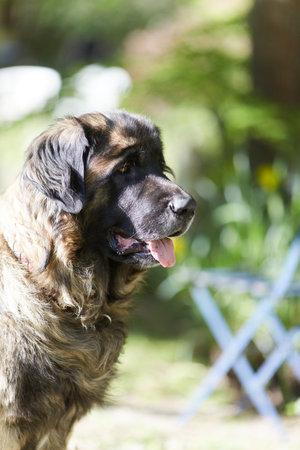 leonberger on green grass on a sunny dayの写真素材