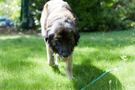 leonberger walking on green grass on a sunny dayの写真素材