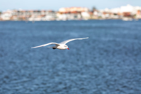Seagull flying in clear sky at summer day. seagull flying among the cloudsの写真素材