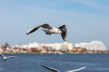 Seagull flying in clear sky at summer day. seagull flying among the cloudsの写真素材