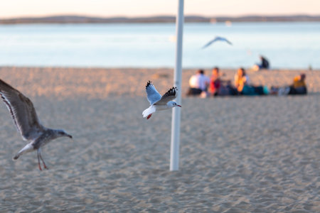 Seagull flying in clear sky at summer day.の写真素材