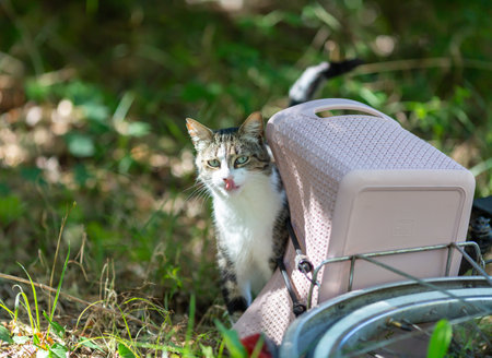 a tiger cat walks in the forest and climbs the branches of an oak treeの写真素材