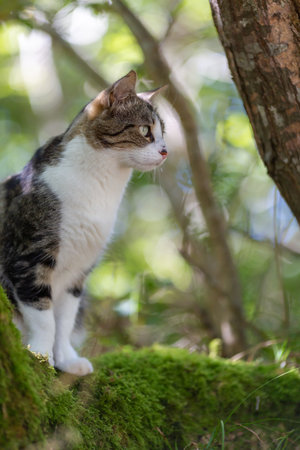 a gray cat walks in the forest and climbs the branches of an oak treeの写真素材