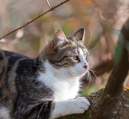 a gray cat sitting on a tree branchの写真素材