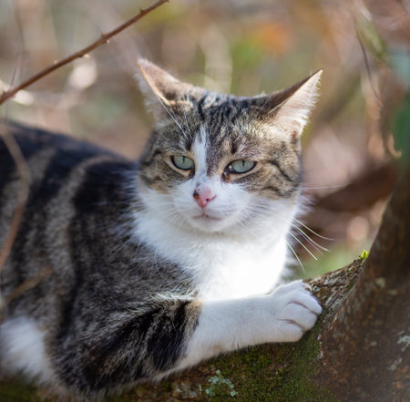 a gray cat walking in the forestの写真素材