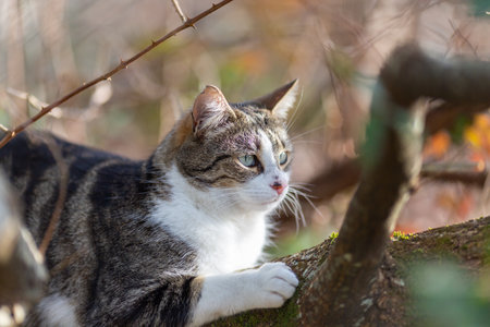 a gray cat walking in the forestの写真素材