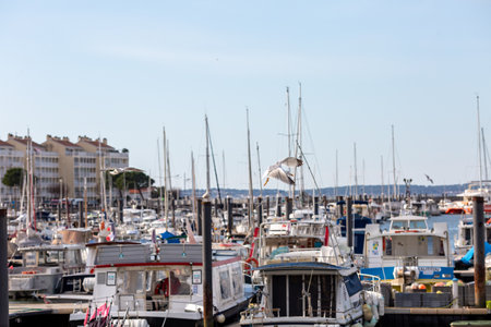 seagull flying in the blue skyの写真素材