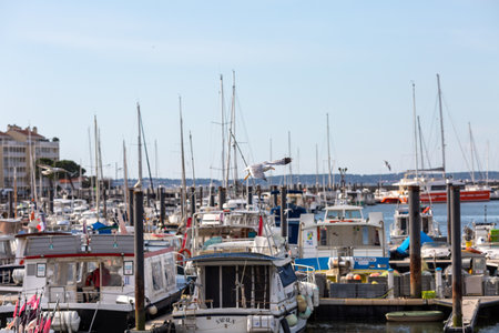 seagull flying in the blue skyの写真素材