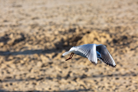seagull flying in the blue skyの写真素材