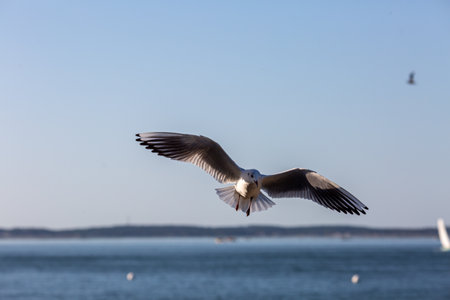 seagull flying in the blue skyの写真素材