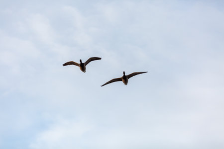 Geese flying in formation in winter in a natural parkの写真素材