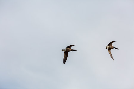 Two geese flying in formation in winter in a natural parkの写真素材